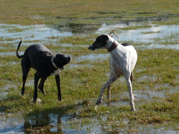 Galgo MATTEO aus Andalusien sucht ... -Galgo Lovers- - Seite 9 3886894