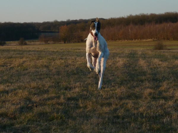 Galgo MATTEO aus Andalusien sucht ... -Galgo Lovers- - Seite 9 3900440