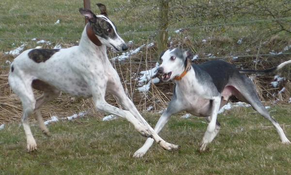 Galgo MATTEO aus Andalusien sucht ... -Galgo Lovers- - Seite 9 3919651