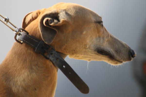 Galga BOMBA aus Andalusien sucht ... NEW GRACELAND 3959062