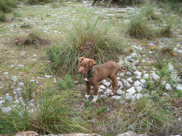 Mischling CHICO in Almunecar (SP) sucht ... - Neuburger Tierhilfe 3985113