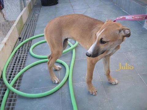 Galgo-Mix Julio, ca 1 Jahr, sucht Familie 4078081