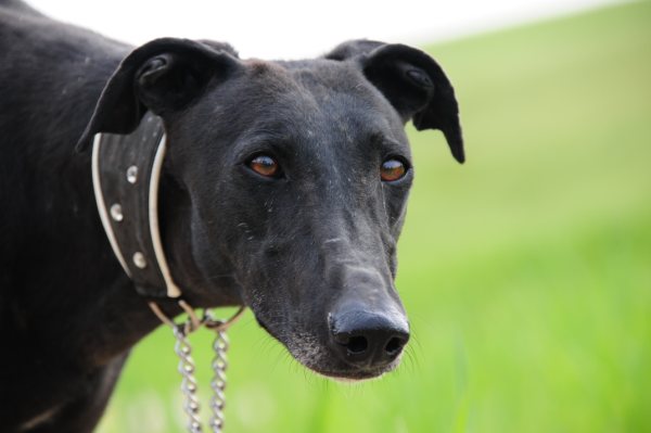 Galga FANNY aus San Anton sucht ... New Graceland 4120825