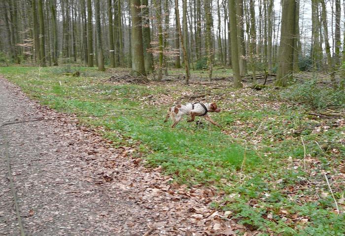 Zera, Bretonenherz auf vier Pfoten - vermittelt 4155385