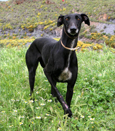 Galga ALEXA aus Murcia sucht ... RESERVIERT 4200655