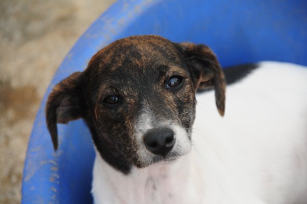 Ratonera-Mix Estee (jetzt KIKA) aus San Anton ... Galgo-Lovers.org 4204294