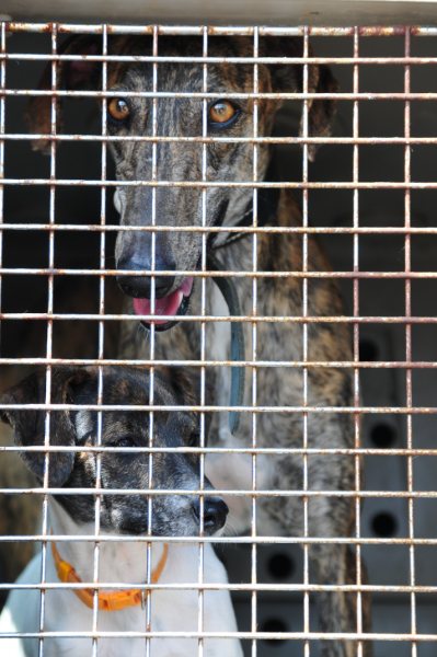 Ratonera-Mix Estee (jetzt KIKA) aus San Anton ... Galgo-Lovers.org 4220342