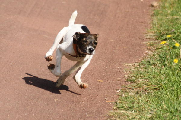 Ratonera-Mix Estee (jetzt KIKA) aus San Anton ... Galgo-Lovers.org 4227337