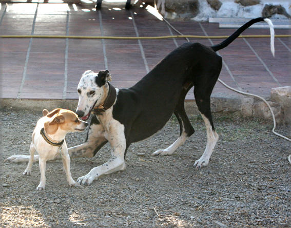 Galgo REY aus Murcia sucht ... reserviert! 4283250