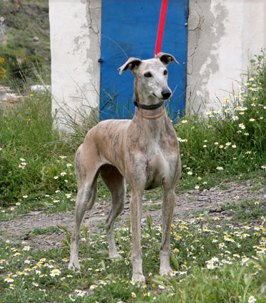 Galga SARA aus Murcia sucht ... 4283461