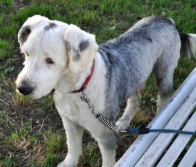 Bobtail Bill sucht ganz dringend ein neues Zuhause 4645101