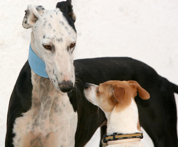 Galgo REY aus Murcia sucht ... reserviert! 4740380