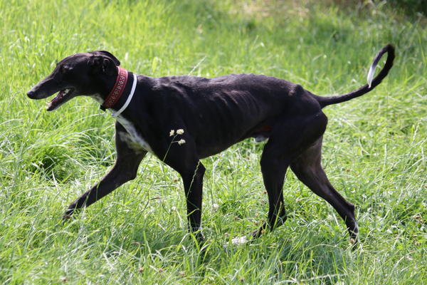 Galgo Hipi (jetzt LOUIS) aus San Anton sucht ... 4753806