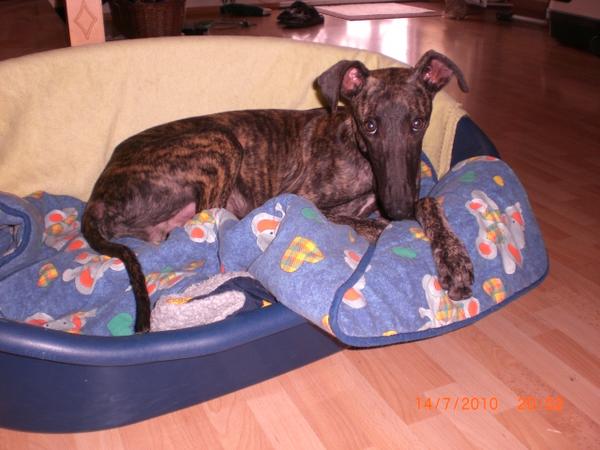 Galgo NEO aus San Anton sucht ... - Seite 2 4772386