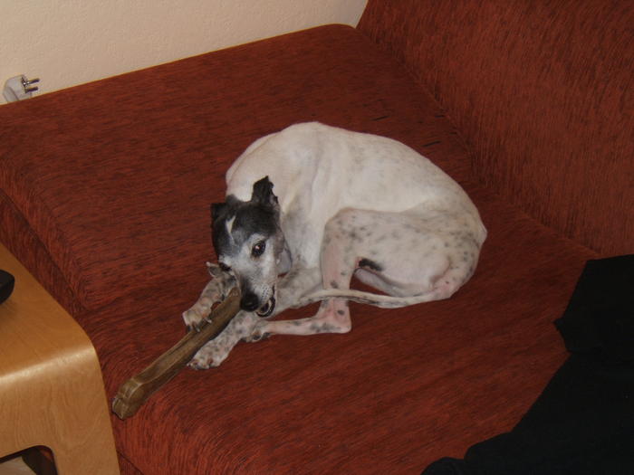 Whippet PIPPO aus Luxemburg sucht ... 4819528