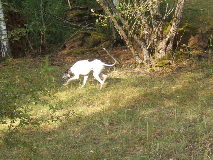 Whippet PIPPO aus Luxemburg sucht ... 4841915