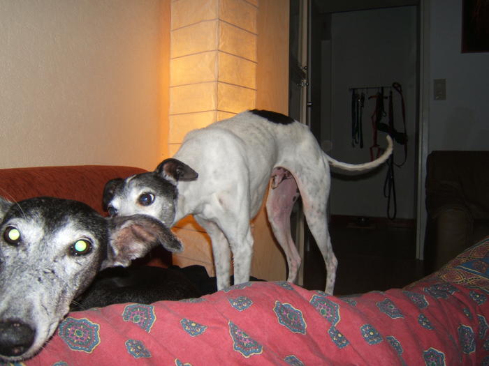 Whippet PIPPO aus Luxemburg sucht ... 4842065