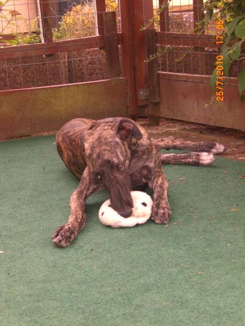 Galgo NEO aus San Anton sucht ... - Seite 2 4876778