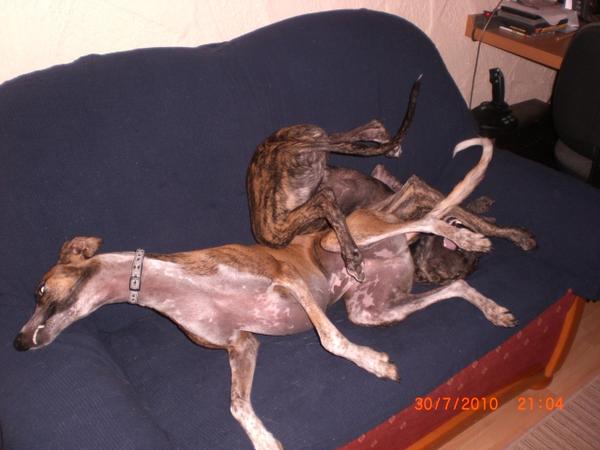 Galgo NEO aus San Anton sucht ... - Seite 2 4925977