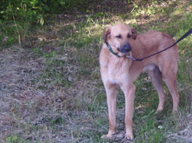 Mischlingshund MERLIN aus Murcia (bereits in Deutschland) sucht dringend ... 4955069