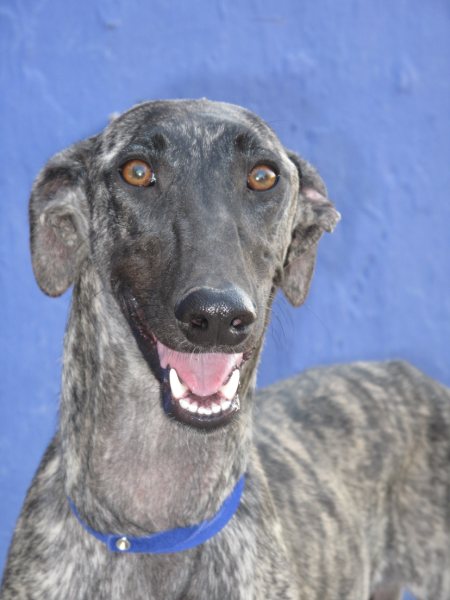 Galga Astra aus San Anton sucht ... 5161381