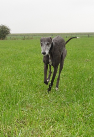 Galga CHEYENNE aus Murcia sucht ... - Seite 2 5313652