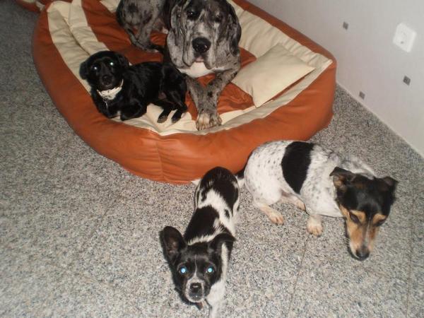 Chihuahua-Mix MICKA aus Murcia sucht ... 5366816