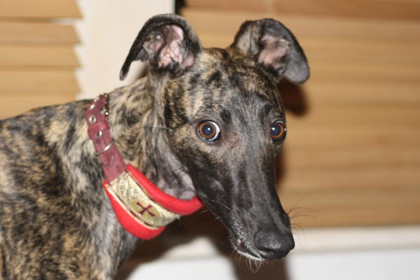 Galgo NEO aus San Anton sucht ... - Seite 4 5754019