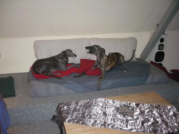 Galgo NEO aus San Anton sucht ... - Seite 4 5754081