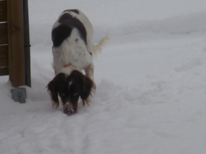 Bolle, der superfreundliche Spaniel, den nichts aus der Fassung bringt - vermittelt 5962414