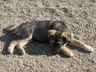 Mischlingshund Ralfi (jetzt JAYJAY) aus Ramonete (Murcia) sucht ...  5971024