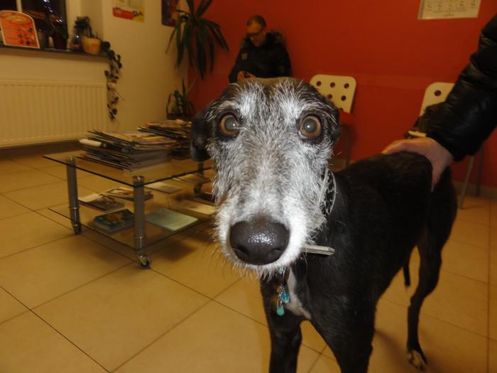 Galga CHEYENNE aus Murcia sucht ... - Seite 3 5974345