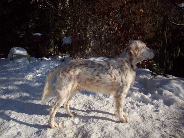 Der Herzbube (Finley) ist da! 5987967