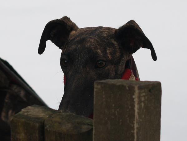 Galgo NEO aus San Anton sucht ... - Seite 4 6001973