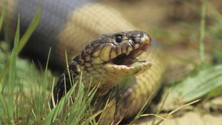 Grandes Parques Naturales de África: Parque Nacional Montaña de la Mesa [2017] [WEBDL] [Castellano]  4w3_Jwn_Ql