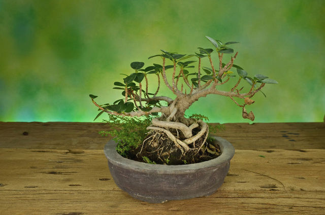 Bonsai - Page 2 Image