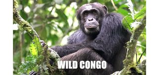 Wild Congo [2017] [HD 1080p] [Castellano]  M4_Z3j75l