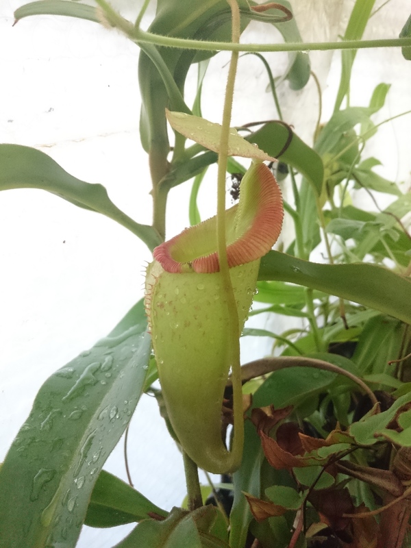 Nepenthes talangensis x veitchii DSC_9812