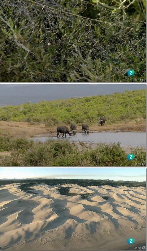 Grandes Parques Naturales de África: Parque Nacional de los Elefantes de Addo [2017] [WEBDL] [Castel... By_Blade_257