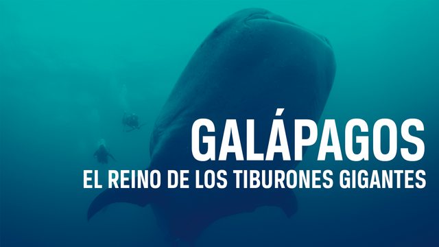 Galápagos, el reino de los tiburones gigantes [2013] [HDTV 1080p] [Castellano]  K_T1e_Om_Ml