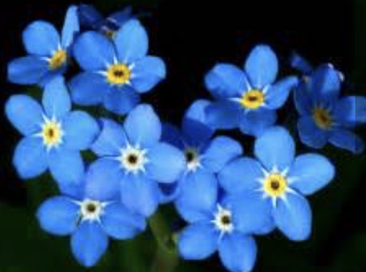 ForGetMeNot