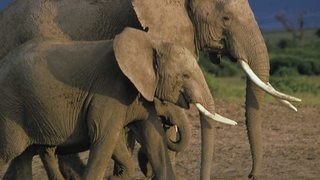 Grandes Parques Naturales de África: Parque Nacional de los Elefantes de Addo [2017] [WEBDL] [Castel... Y_Td_Mnp6l