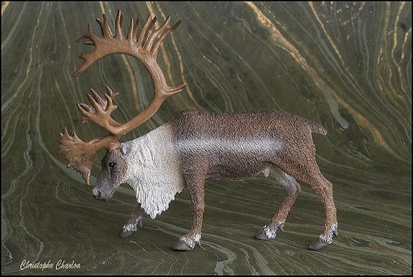 The STS 2015 Woodland Figure: CollectA Woodland caribou 22284957812_4a13b0e38e_z