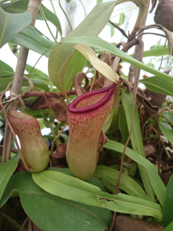 Nepenthes ventricosa Nep_ventricosa_1