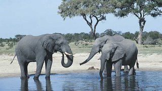 Grandes Parques Naturales de África: Chobe, tierra de aprendizaje [2017] [WEBDL] [Castellano]  N2_XO01_Nl
