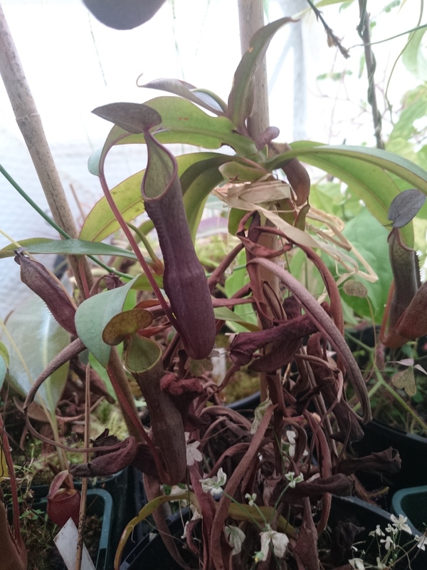 Nepenthes singalana Nep_singalana