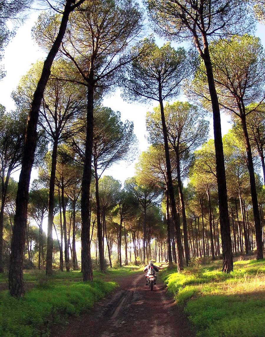 Entre Sevilla y Moguer, 200 km por caminos de arena Image