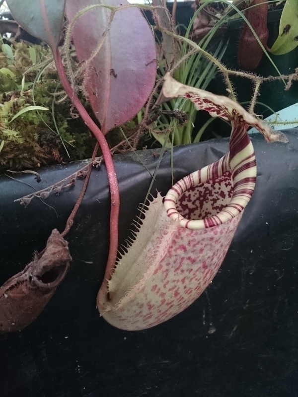 Nepenthes burbidgeae DSC_9653