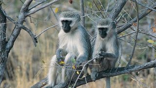 Grandes Parques Naturales de África: Parque Nacional de Karoo [2017] [WEBDL] [Castellano]  F_Cyiv8tl