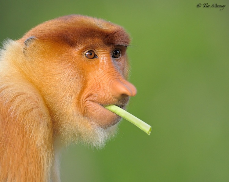 Proboscis - The MOJÖ FUN Proboscis monkey: A walkaround by Kikimalou Wise_Lady_2.jpg_original